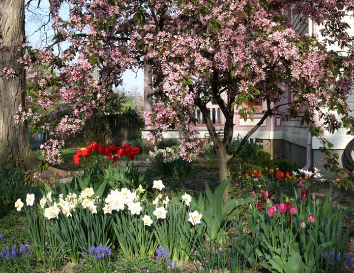 Spring bulbs and crabapple