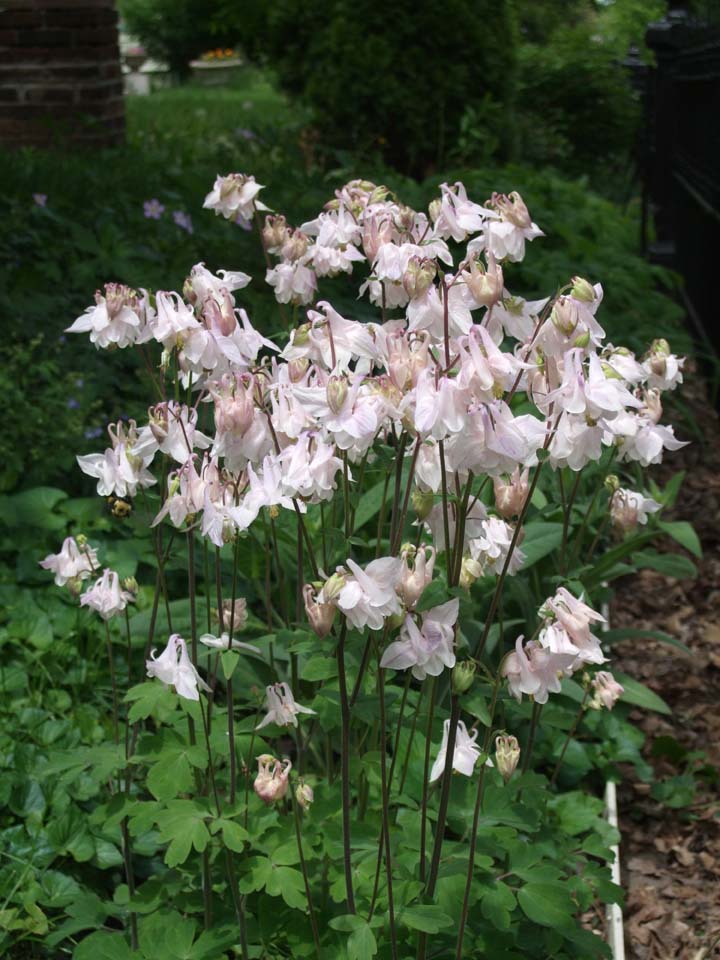 Double columbine