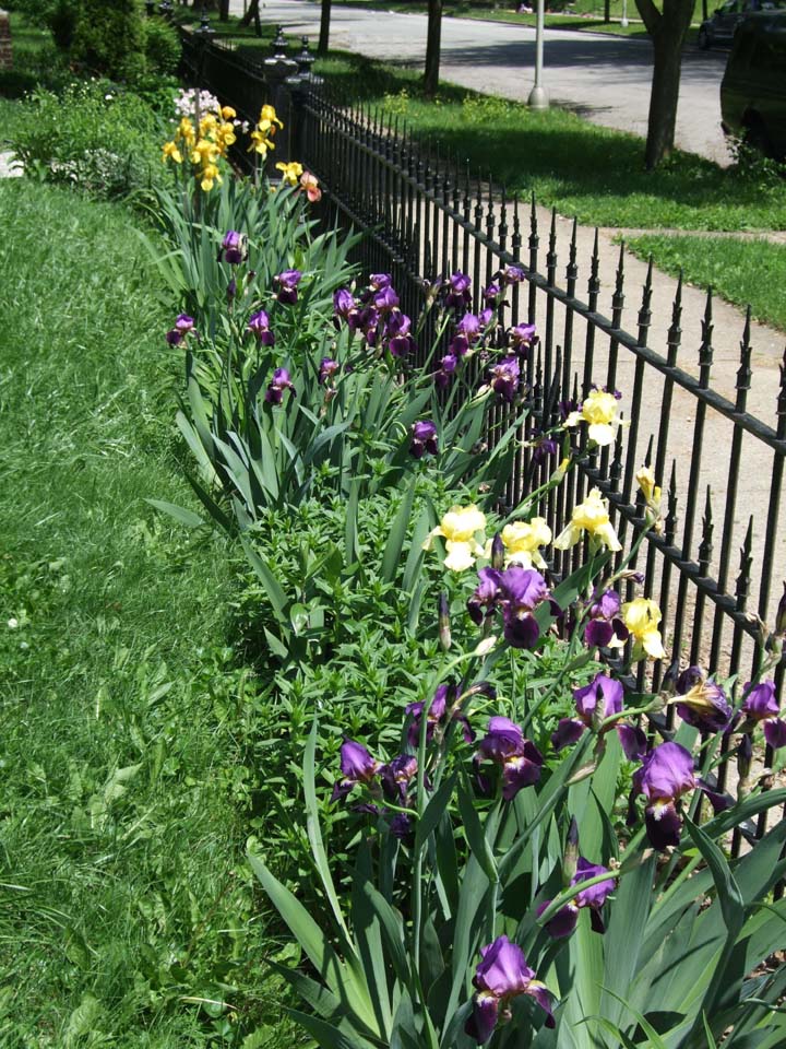 Bearded iris