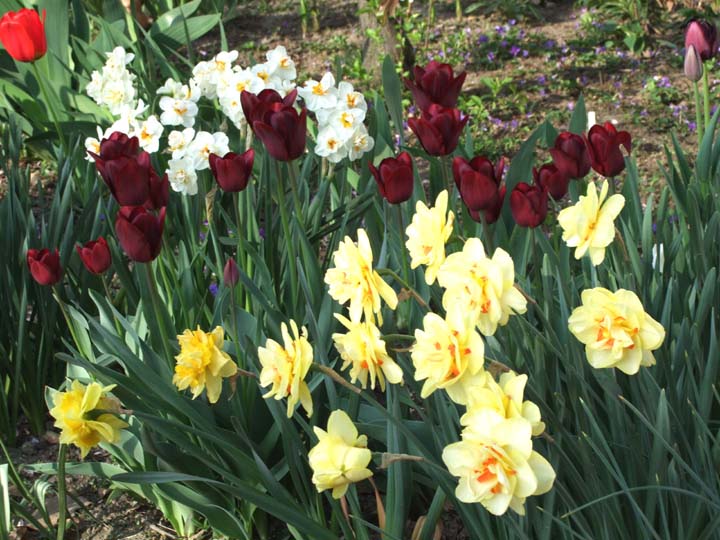 Tulips and daffodils