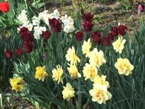 Spring bulbs 2