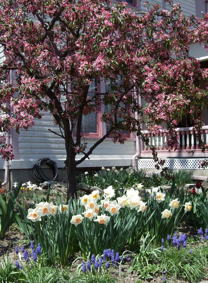 Spring bulbs and crabapple