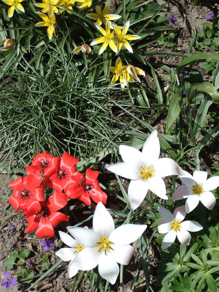 Species tulips