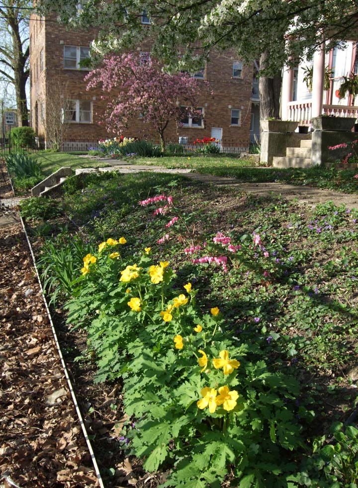 Celandine poppy and bleeding heart