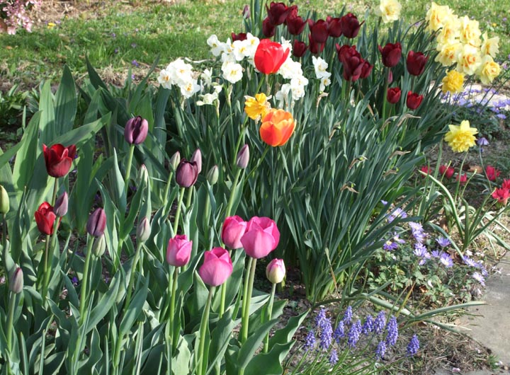 Tulips and daffodils