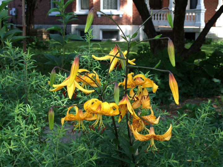 Lily citronella