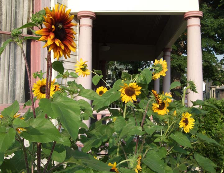 Sunflowers