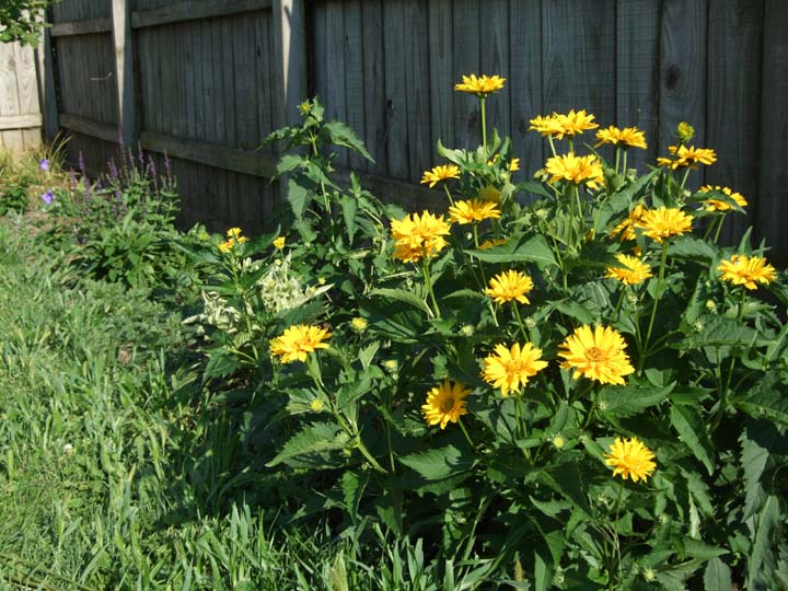 Heliopsis scabra 