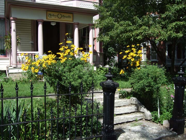 Rudbeckia subtomentosa 