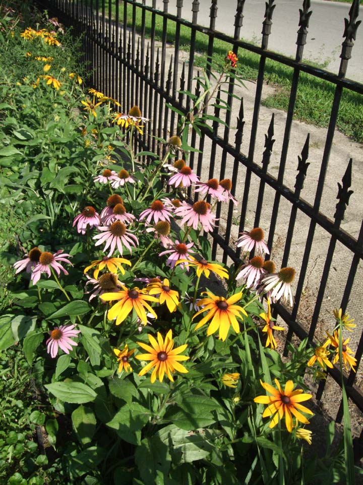 Purple cone flower and Gloriosa daisy